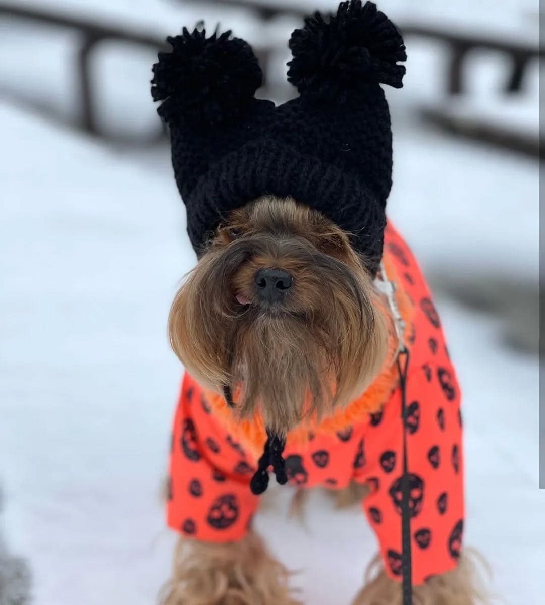 Knitted Hat for Small Dog Breeds with Covered Ears and Double Pom Poms