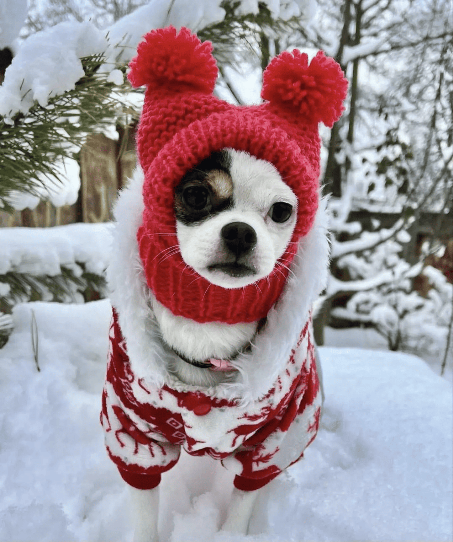 Knitted Hat for Small Dog Breeds with Covered Ears and Double Pom Poms