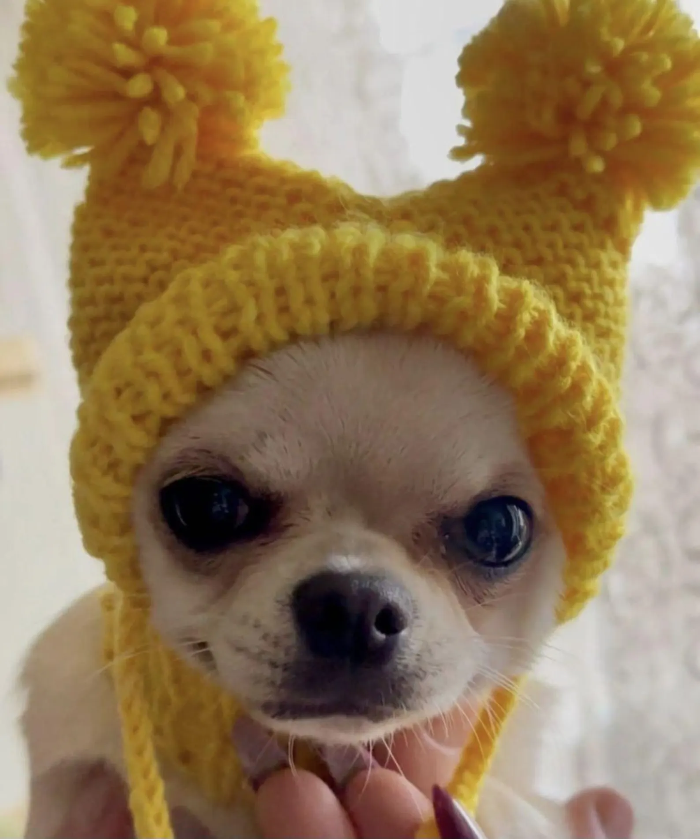Knitted Hat for Small Dog Breeds with Covered Ears and Double Pom Poms