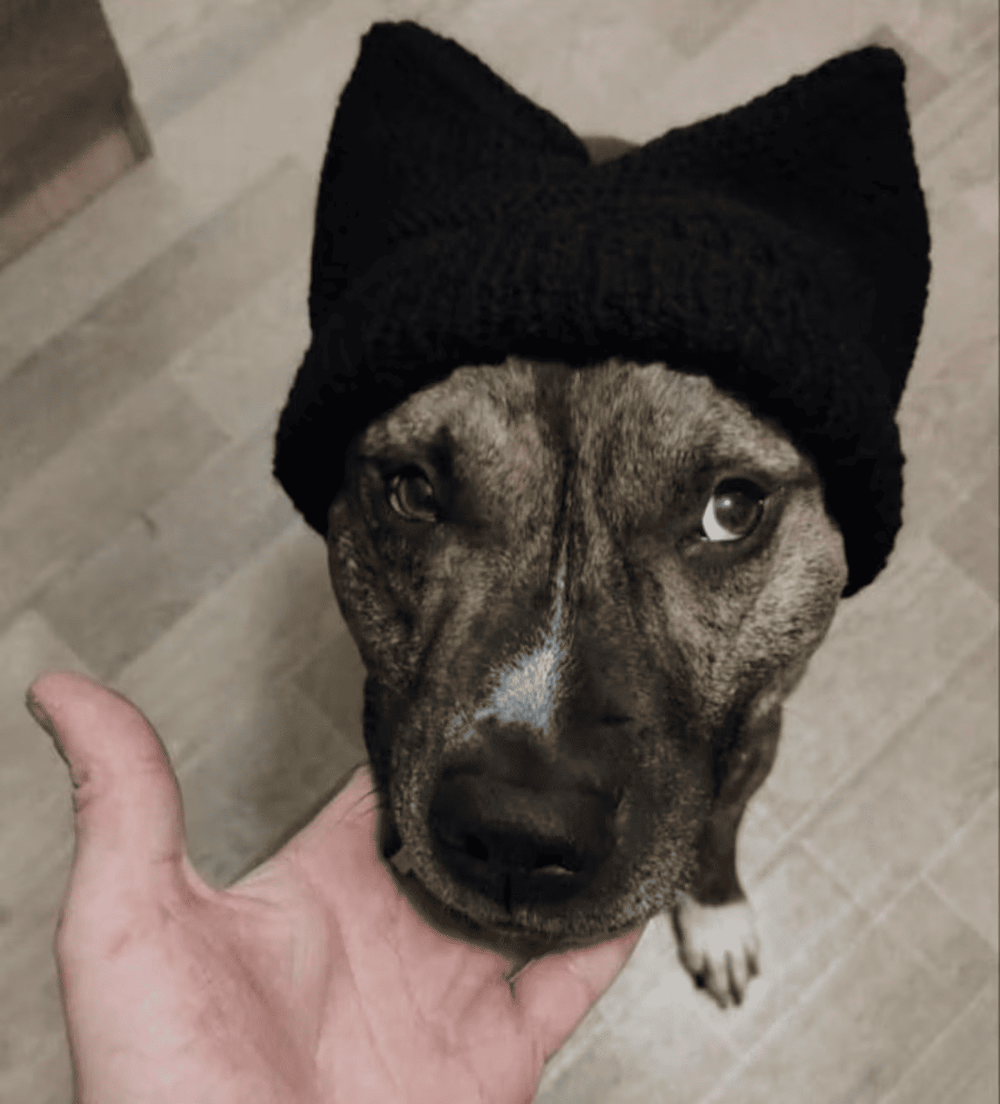 Knitted Handmade Dog Hat for Large Breeds with Covered Ears