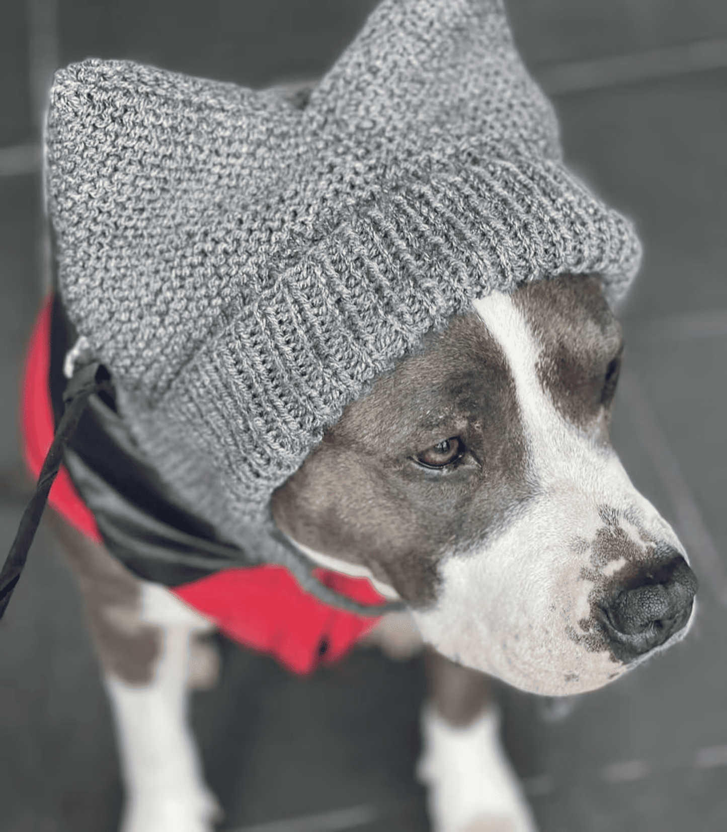 Knitted Handmade Dog Hat for Large Breeds with Covered Ears