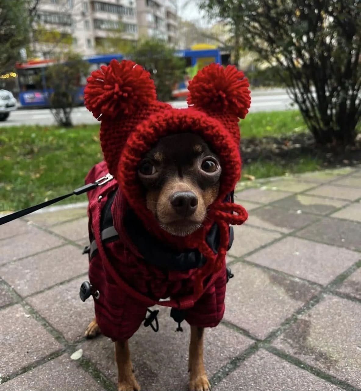 Knitted Hat for Small Dog Breeds with Covered Ears and Double Pom Poms